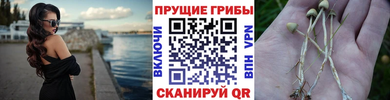 Галлюциногенные грибы GOLDEN TEACHER omg рабочий сайт Черногорск